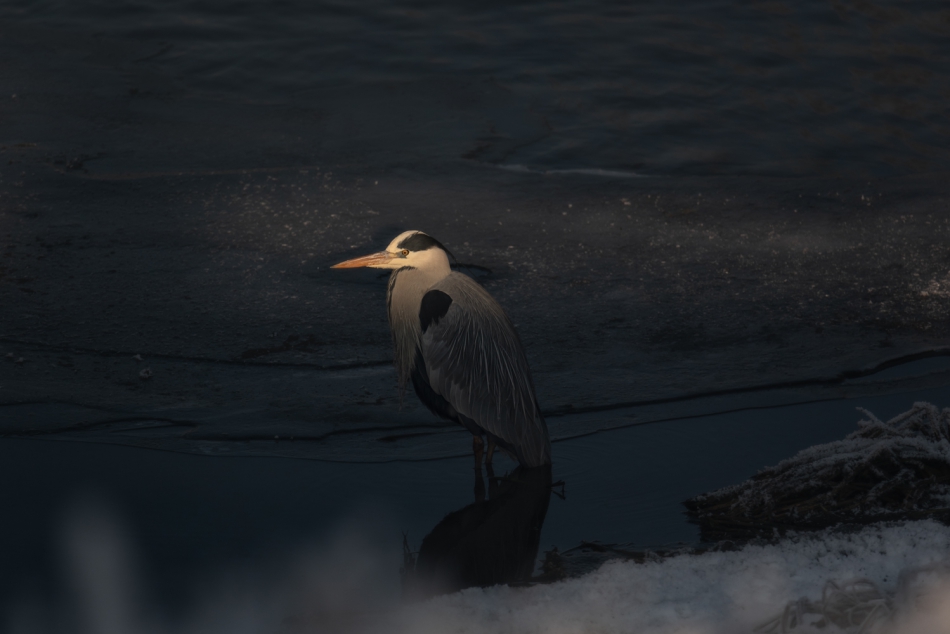 cieszka - lodowa czapla. . Zdjęcie 297675