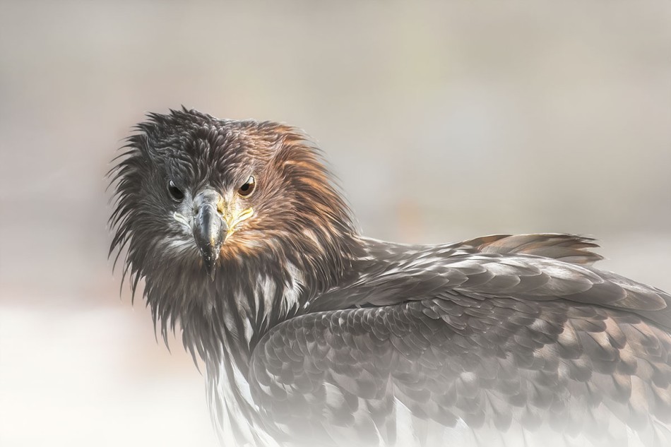 Bielik. . Zdjęcie 337998