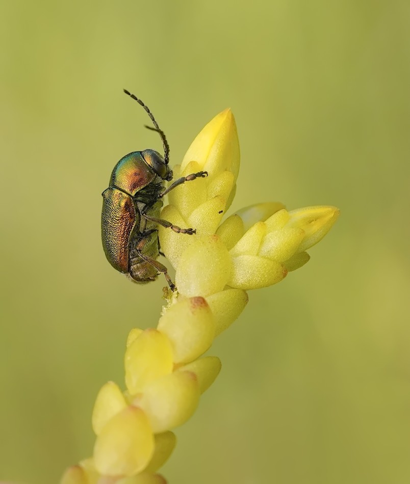 Chrysolina fastuosa. PE proszę. Zdjęcie 337498