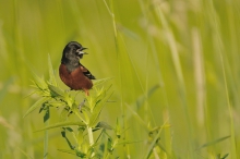 Orchard Oriole. (Isteru...