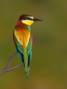 Tribute to the bee-eaters