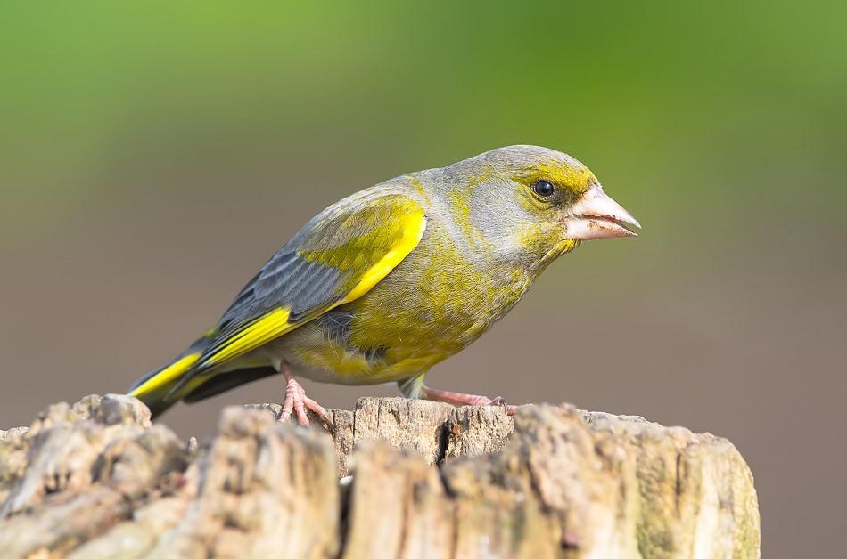 roman53 - Dzwoniec. . Zdjęcie 314225