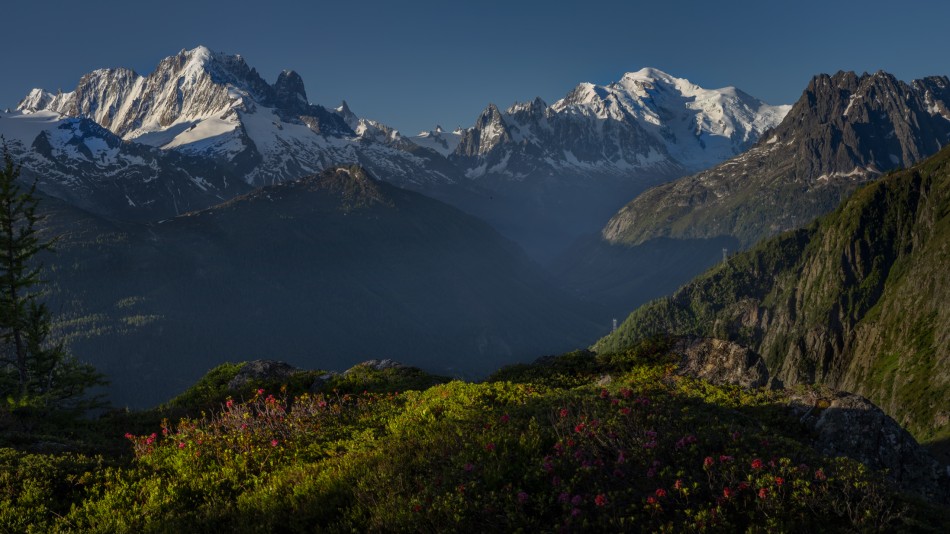 Rododendron. Auguile Verte i Masyw Mont Blanc. Zdjęcie 338662