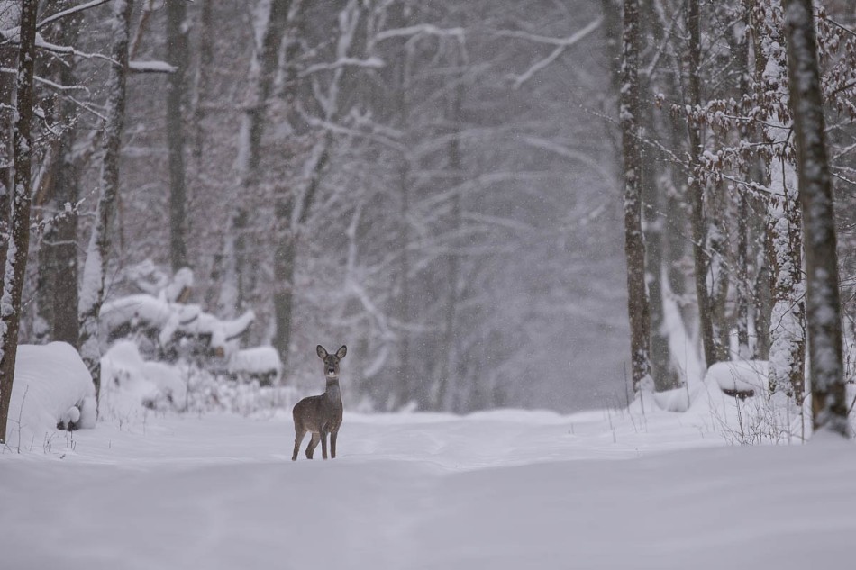 Sarna. . Zdjęcie 338234