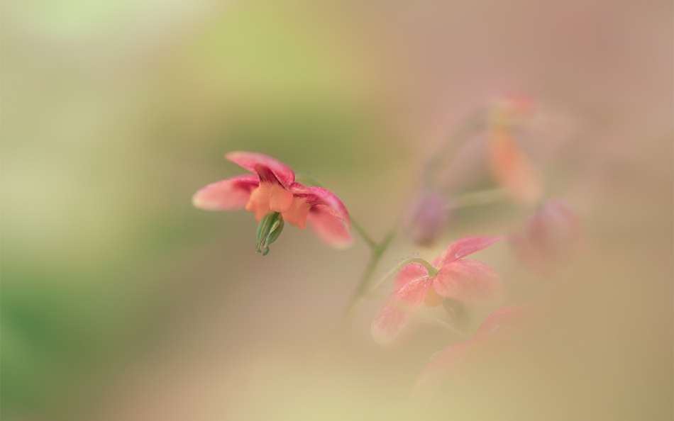 sproket - Epimedium. . Zdjęcie 332449