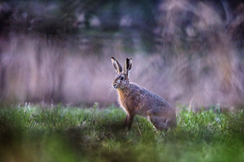 amigamedia - Wielkanocny zając. Zając szarak (Lepus europaeus). Wstaje nowy dzień,budzą się do życia,z nocnego snu zwierzęta.Siedzę,na skraju lasu,od 4 i czekam.Leniwie,o 6,10,na łączkę,wyszedł z lasu kicaj.Posiedział chwilkę i poszedł w las... . Zdjęc