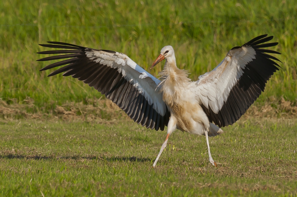 tomeq67 - Władca łąki. Zapraszam na PE+F11. Zdjęcie 111696