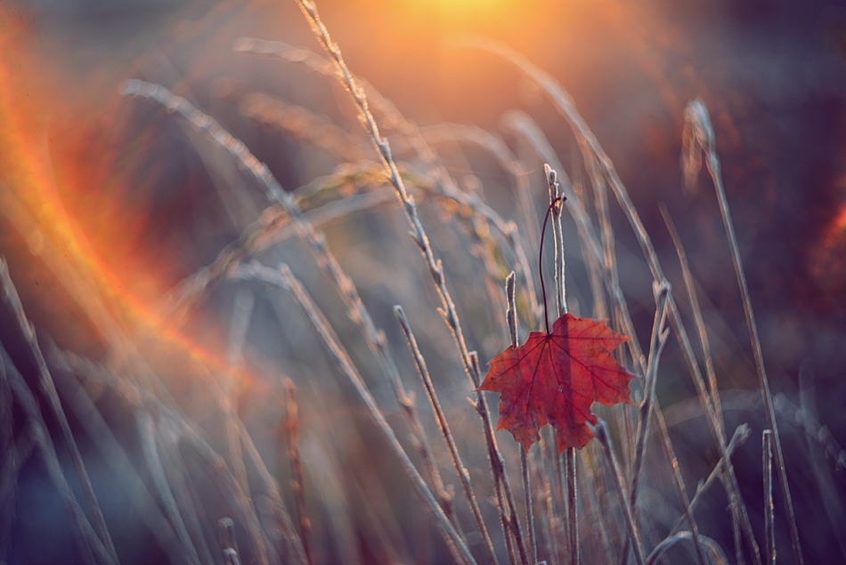 .... . Zdjęcie 336789