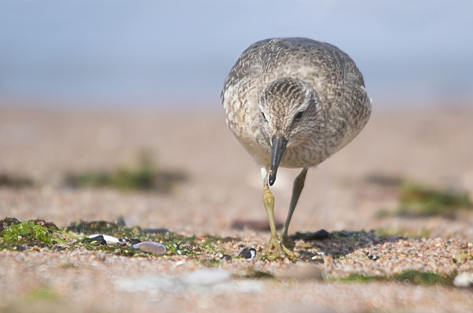 roman53 - Biegus rdzawy. . Zdjęcie 315189