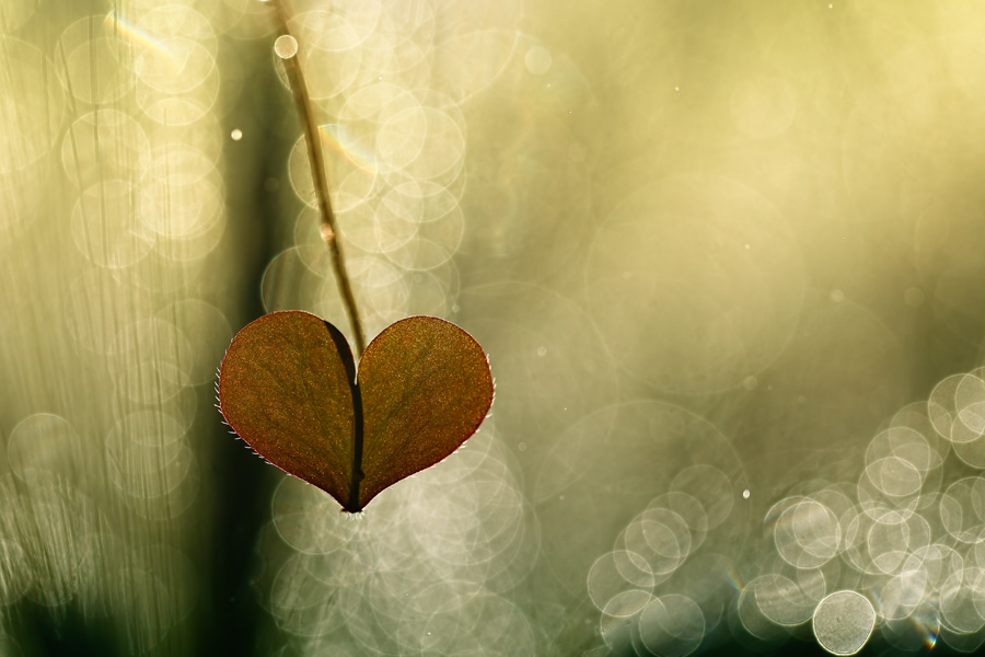 bluejeans - Serduszko. . Zdjęcie 133624