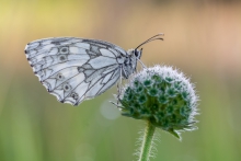 Melanargia galathea