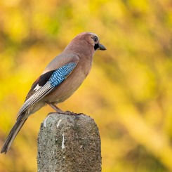 Sójka w blasku słońca