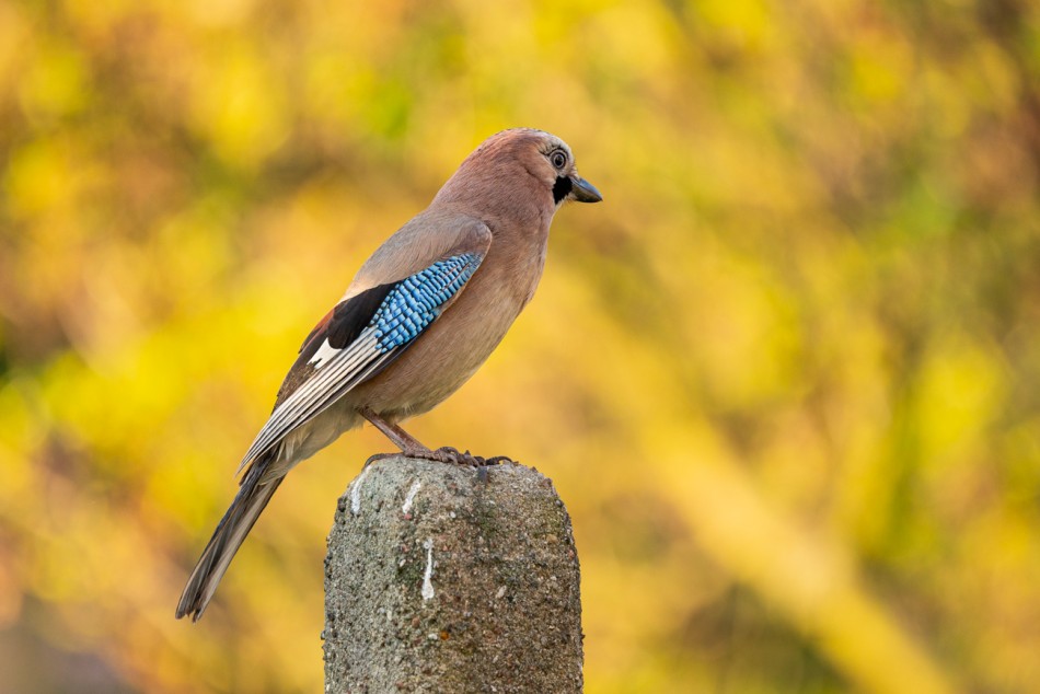 Sójka w blasku słońca.          . Zdjęcie 337978