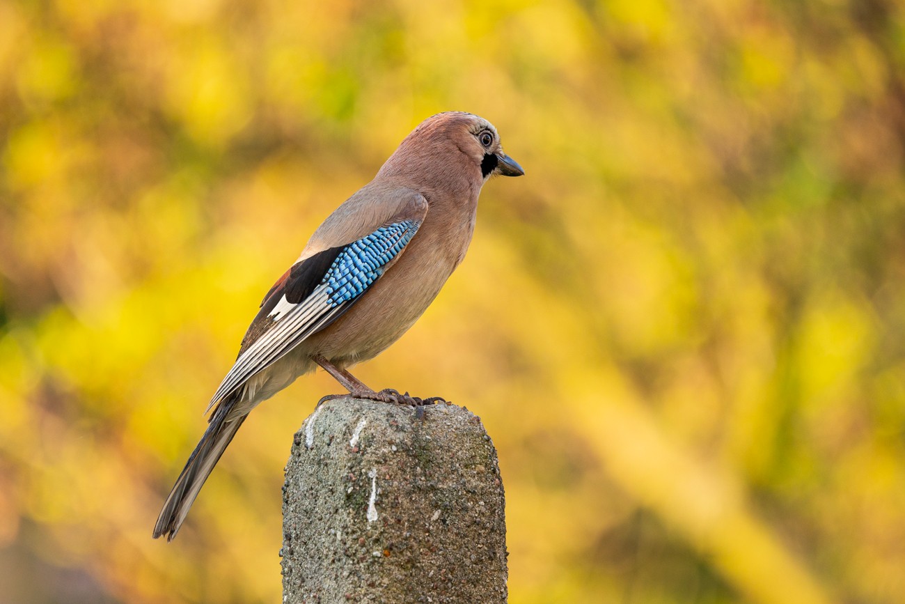 Sójka w blasku słońca