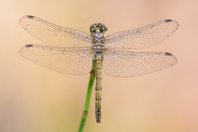 Sympetrum vulgatum