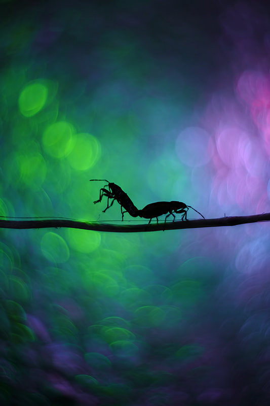 bluejeans - Na strunie. . Zdjęcie 103543