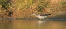 Kwokacz (Tringa nebularia)