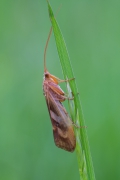 Chruścik