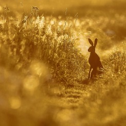 Strażnik bursztynowej łąki