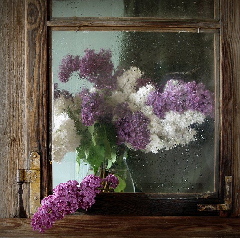 marcel - Syringa vulgaris. . Zdjęcie 143053