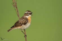 Pokląskwa, Whinchat (Sa...