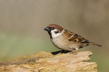 Mazurek