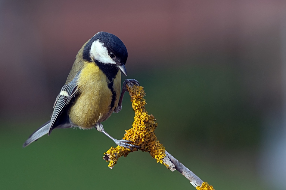 roman53 - . . Zdjęcie 309454