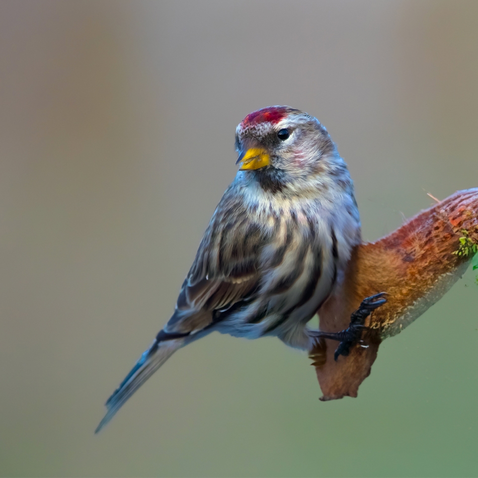 roman53 - . . Zdjęcie 328861