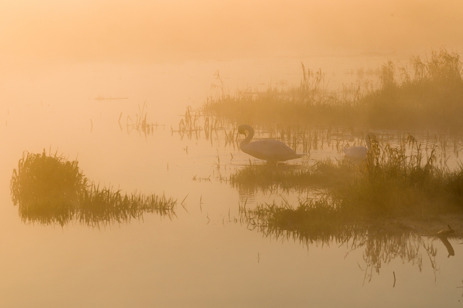 Brak tytułu. . Zdjęcie 266659