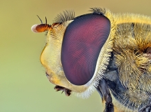 Bzzzzzz.