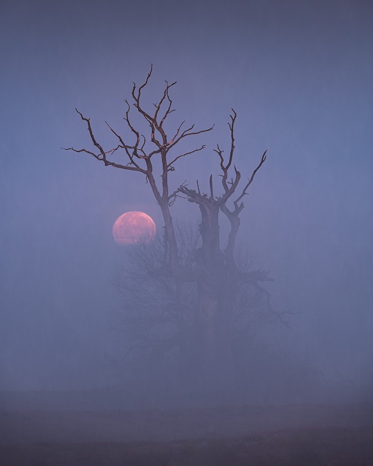 Smocza pełnia ;). Rogalin. Zdjęcie 337668