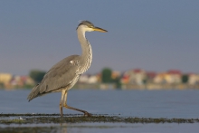 Siwa w nadmorskim letnisku