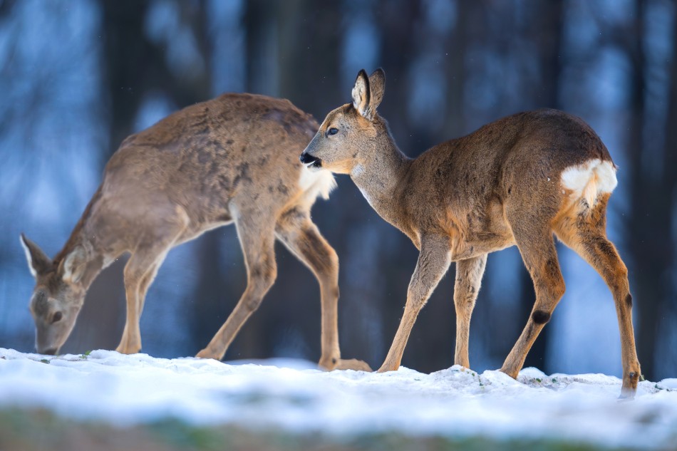 Sarna. . Zdjęcie 338720