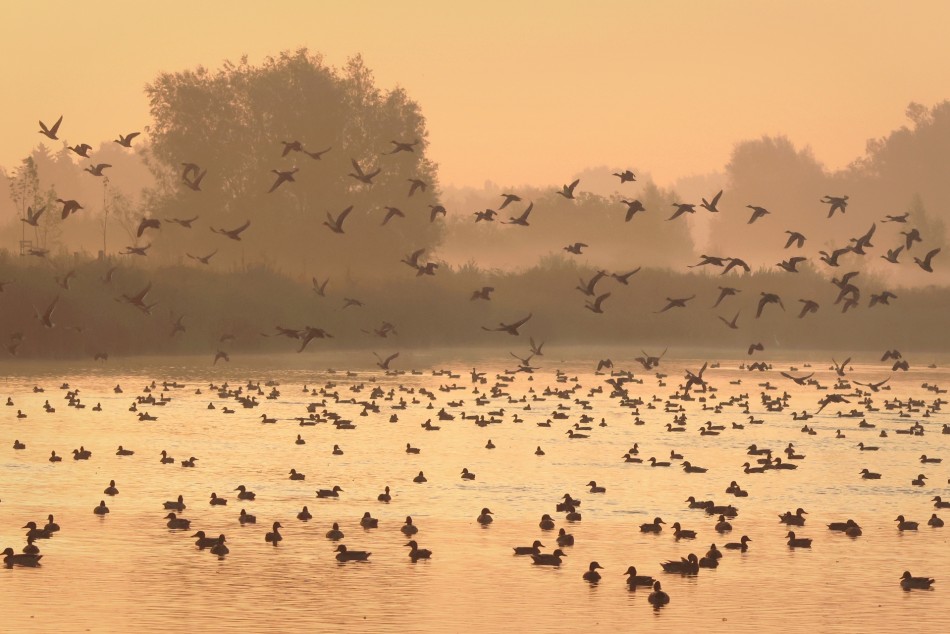 Zryw. . Zdjęcie 338167