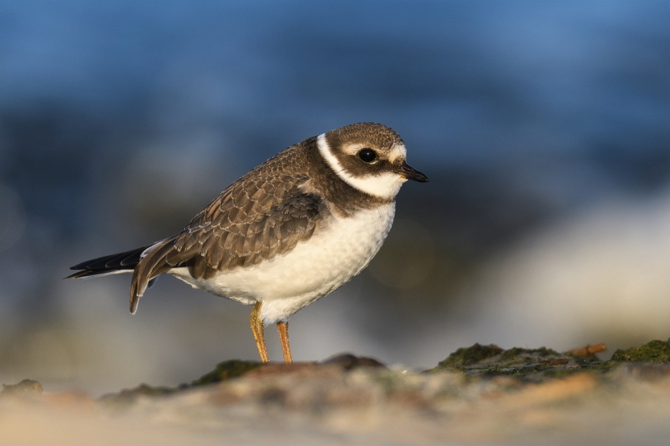 tomeq67 - Sieweczka obrożna.. . Zdjęcie 300036