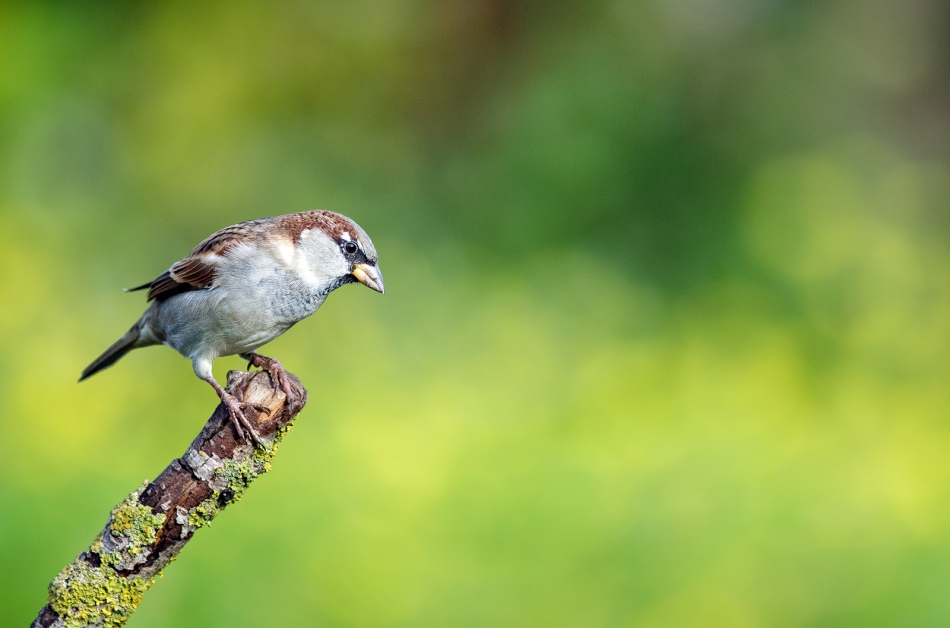 roman53 - . . Zdjęcie 295157