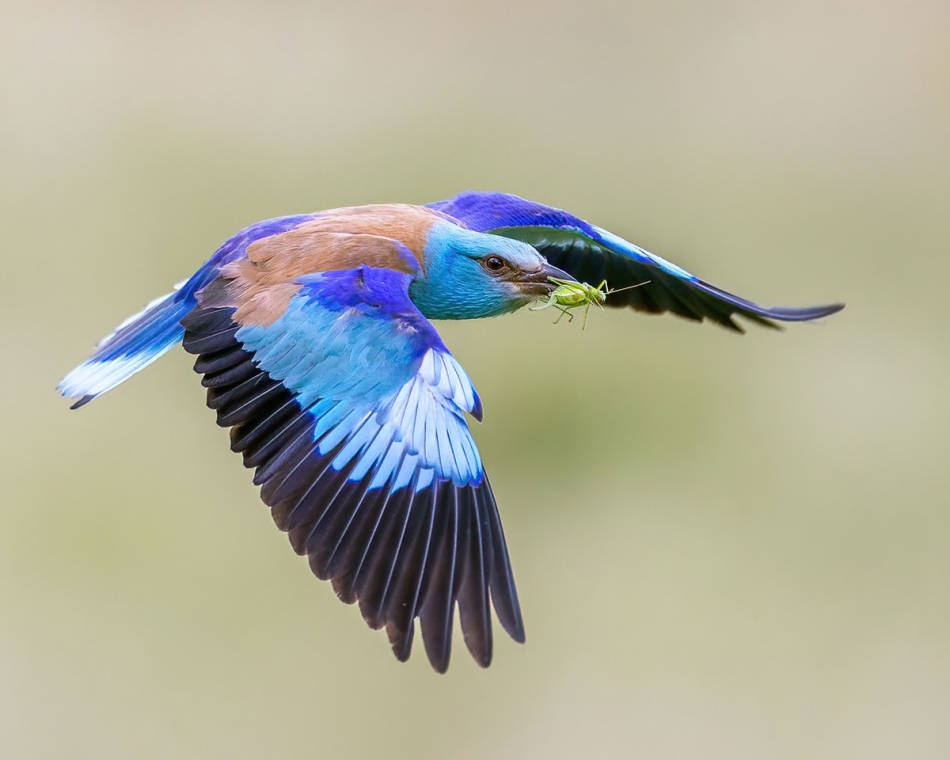 rybo_lub - Kraska. . Zdjęcie 316075