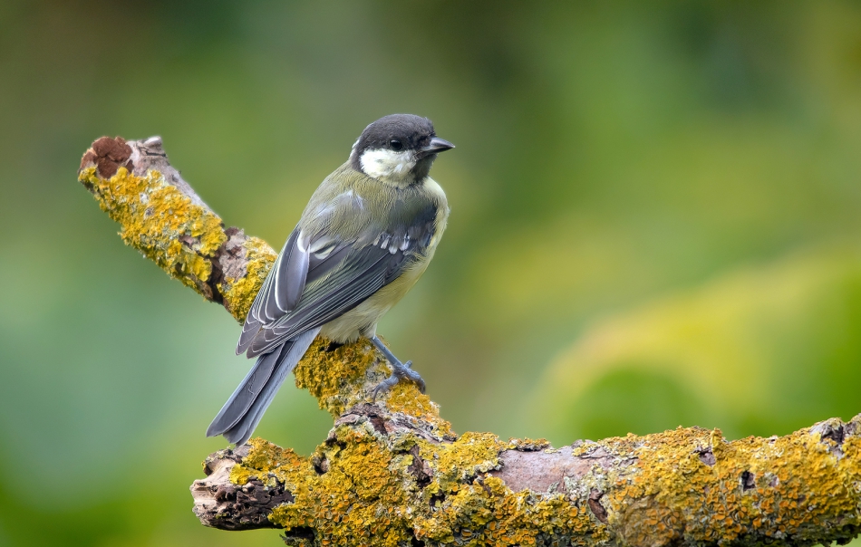 roman53 - . . Zdjęcie 291638