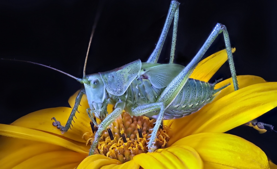 draaa - Pasikonik. . Zdjęcie 324883