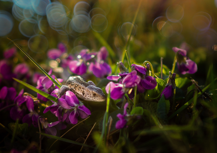 bystrzak - jaszczurek wiosenny. . Zdjęcie 90084