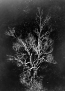 Portret drzewa