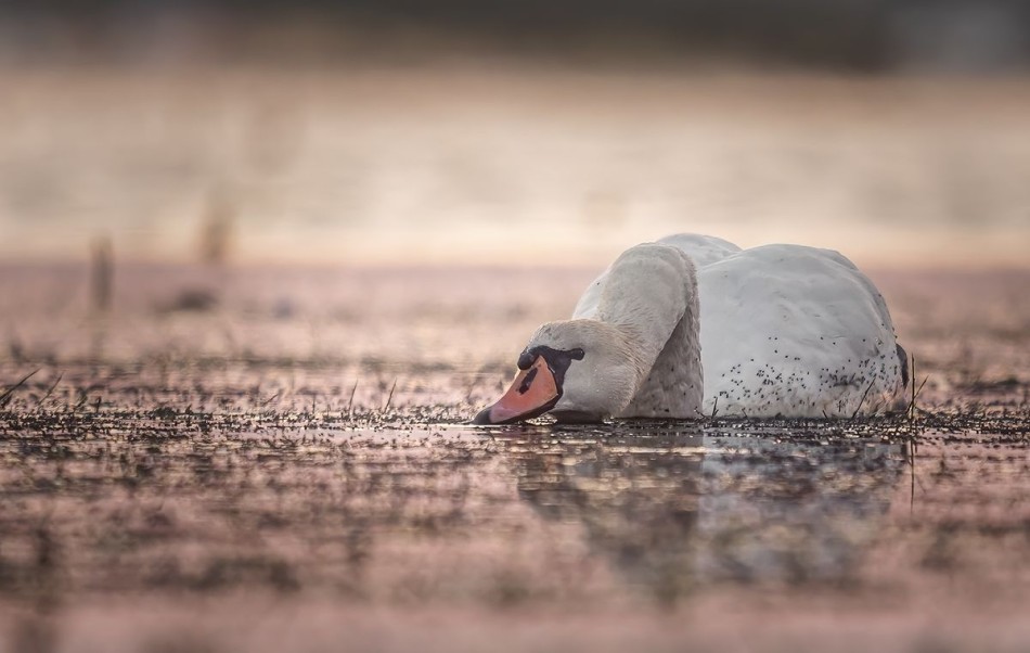 Łabędź niemy. . Zdjęcie 338493