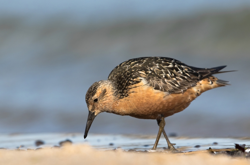 roman53 - Biegus rdzawy. . Zdjęcie 306500