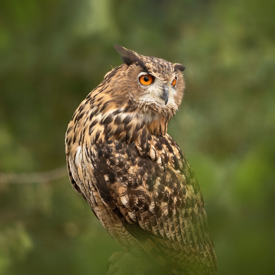 Puchacz. . Zdjęcie 336991