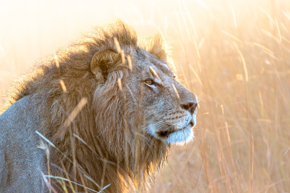 Niewidzialny król. Lwy dysponują licznymi atutami jak siłą, dynamiką oraz potężnymi kłami i pazurami. Jakby tego było mało, w porze suchej zyskują kolejną przewagą. Ich płowa sierść niemal idealnie zlewa się z pożółkłymi łodygami wys