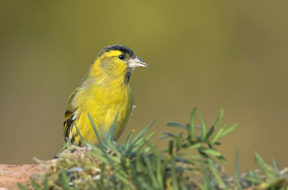 roman53 - . . Zdjęcie 324208