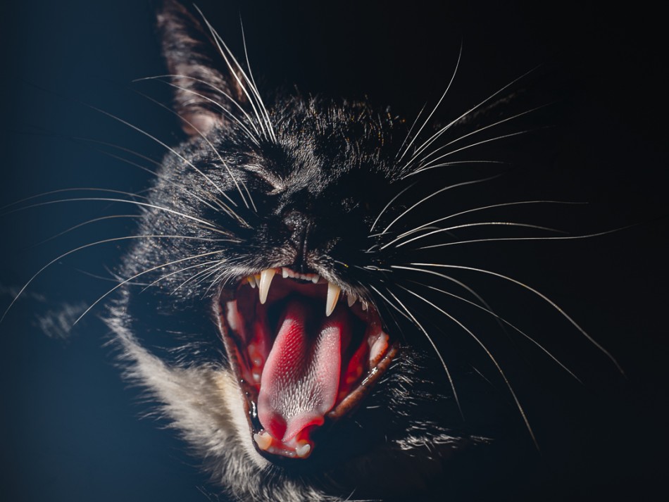 .... . Zdjęcie 339042