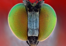 Long-legged Fly.