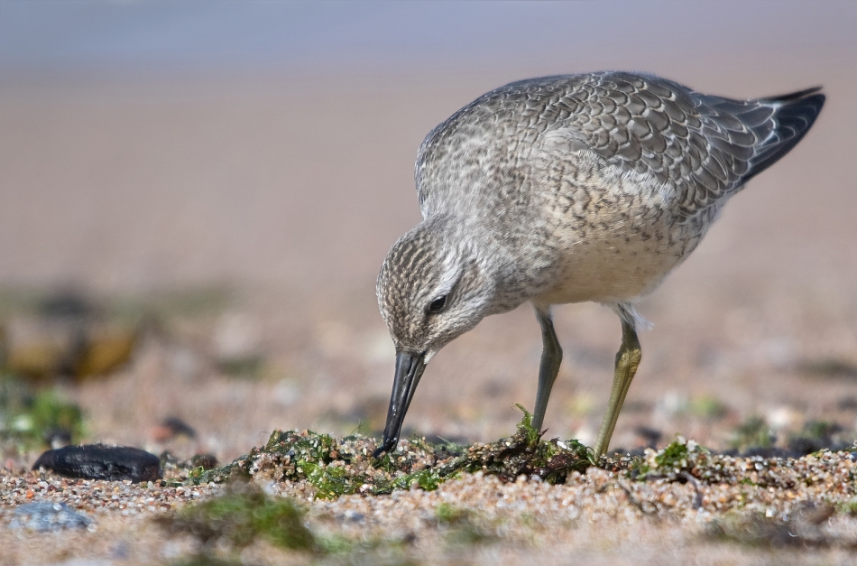 roman53 - Biegus rdzawy. . Zdjęcie 305957