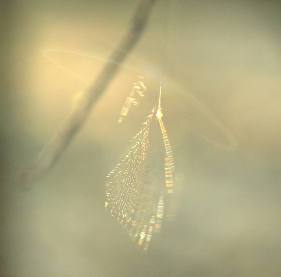 Pajęczynowy listek. pe. Zdjęcie 226850